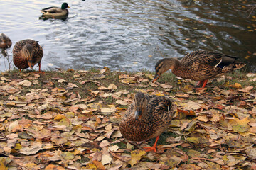 Ducks rest in the shade in the autumn on the river bank in the grass