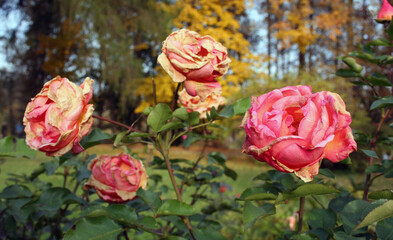 Beauty dried pink roses. Dead roses in the park.