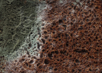 rye piece of bread with green mold close-up view from above