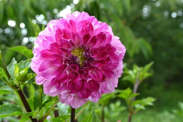 Fototapeta premium pink dahlia flower in garden