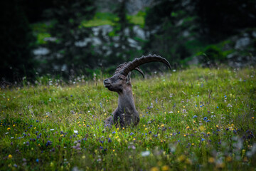 Steinbock