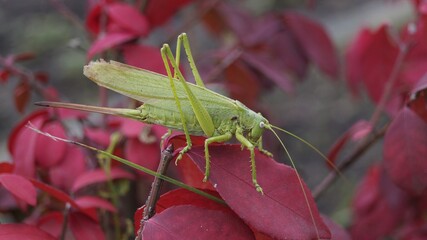 grasshopper on a leaf