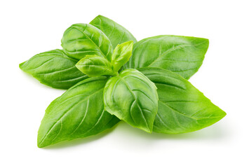 Basil isolated. Basil leaf on white. Basil leaves side view. White background. Full depth of field.