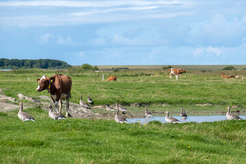 Wiese mit Graugänsen und Kühen, Nordseeinsel Föhr