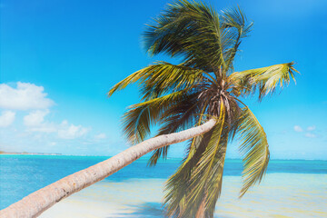 sloping palm tree on a caribbean beach in Punta Cana, Dominican Republic