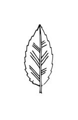 Usual Tree leaf. Hand drawing outline. Sketch isolated on a white background. Vector