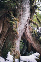  Winter Yaskuhima forest in Kyusyu Japan(World Heritage in Japan)
