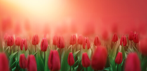 Fototapeta piękny czerwone tulipany na słonecznym tle wiosny. piękna naturalna scena wiosenna obraz