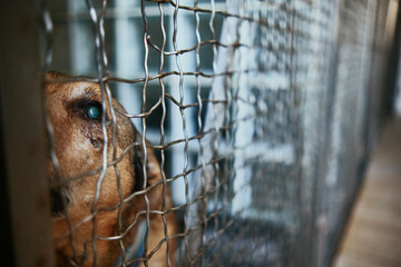 Dog in shelter for dogs