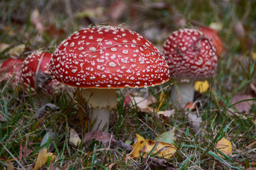Fliegenpilze im Herbst	