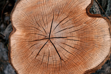 Wooden texture of cut down tree with annual rings and cracks. Selective focus. Copyspace for your text, deforestation concept