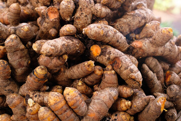 Fresh ginger - Ginger in bulk in the basket. Ginger root from the garden