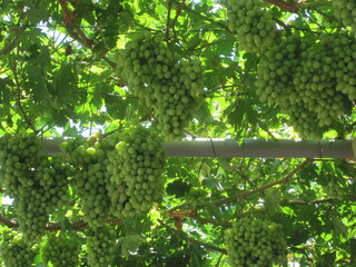 Green grape