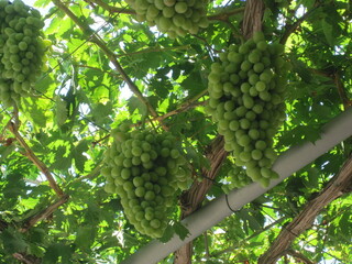 Green grape