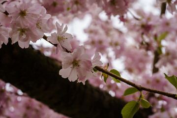 Kirschblüte