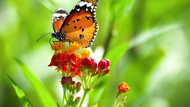 Slow motion of butterfly flying over flower with green plant background in the garden