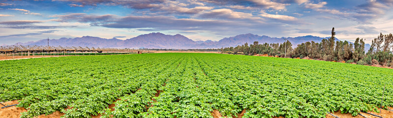 Fototapeta na wymiar Panorama. Field with young potato plants and system of irrigation. The photo depicts GMO free advanced agriculture industry in desert and arid areas of the Middle East