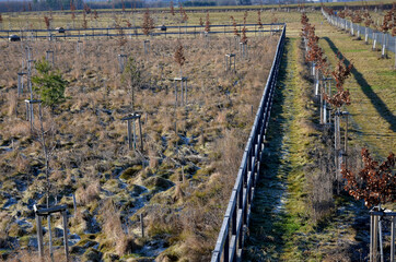 oak log fencing with barrier free access for seniors and immobile. safari zoo with a large paddock. heavily guarded border with towers for park rangers, biosphere reserves, border stands, with armed