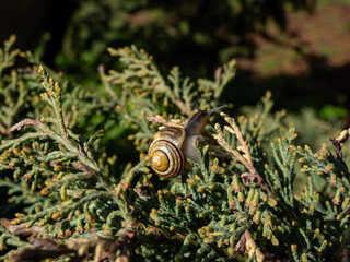 Macro shot of striped snail - The white-lipped snail or garden banded snail (Cepaea hortensis) crawling on green leaves of a plant in sunlight