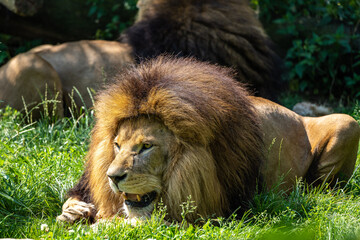 The lion, Panthera leo is one of the four big cats in the genus Panthera