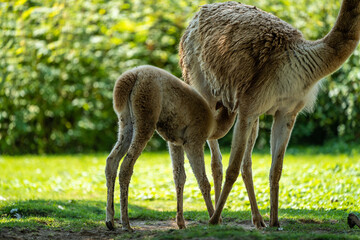 Fototapeta premium Vicunas, Vicugna Vicugna, relatives of the llama