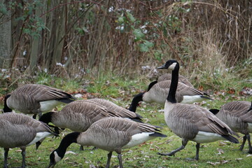 country goose family