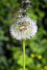 Common dandelion wildflower (Taraxacum officinale) a flower plant with it's seedheads commonly known as dandelion clock, stock photo image