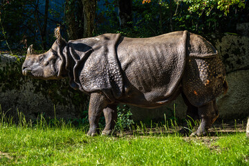 Fototapeta premium The Indian Rhinoceros, Rhinoceros unicornis aka Greater One-horned Rhinoceros