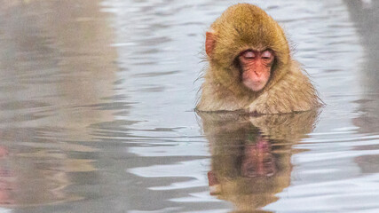 Obraz premium 温泉に入る子猿 地獄谷野猿公苑