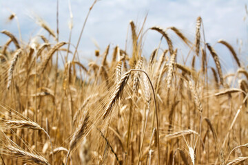 Wheat field close up.