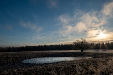 frozen pond on a farming agricultural land with oak tree with no leaves on a sunny cold autumn morning