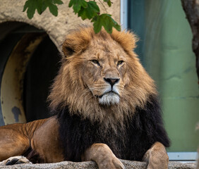 The lion, Panthera leo is one of the four big cats in the genus Panthera