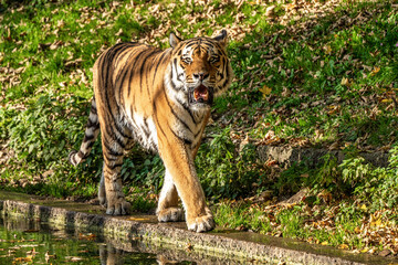 The Siberian tiger,Panthera tigris altaica in the zoo