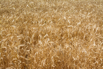 Wheat field close up.