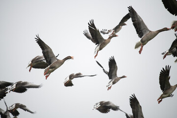 Graugänse im Flug - Insel Pellworm - Auf dieser Nordfriesischen Insel brüten und überwintern...