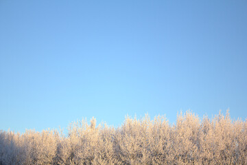 Frosted treetops against the blue sky. Copy space.