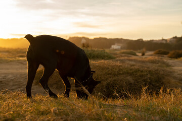black dog following a trace in the countryside under sunset light