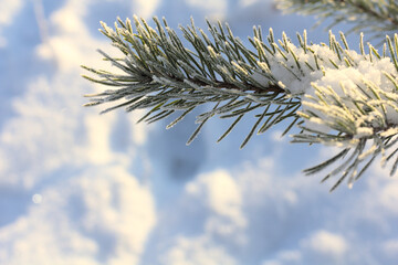 Winter background. Pine branches covered with frost on a sunny day.