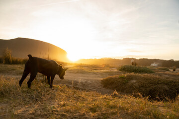 small black dog following a trace in the countryside under sunset light