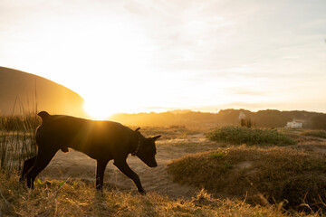 black dog following a trace in the countryside under sunset light