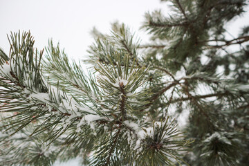 branches of a fir tree