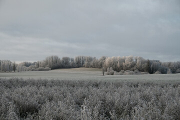 farming fields with grass in the foreground and trees on a cloudy autumn day with frost