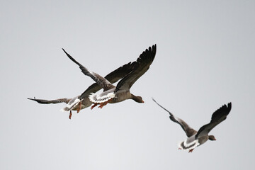 Fliegende Graugänse - typisch ist die Zeichnung der Schwanzfedern und das Orange von Schnabel und...