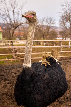 an ostrich in a farm in Romania