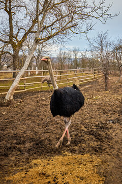 an ostrich in a farm in Romania