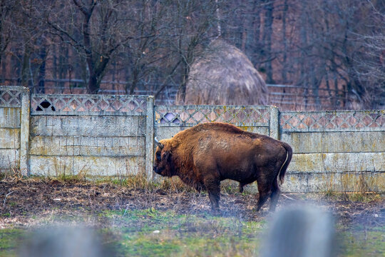 Bison from a reservation in Romania (Endangered animals) Carpathian bison.
