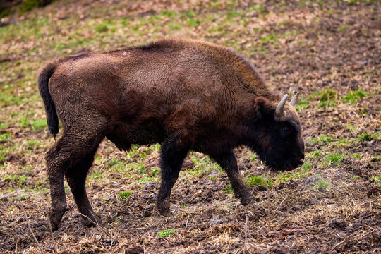 Bison from a reservation in Romania (Endangered animals) Carpathian bison.
