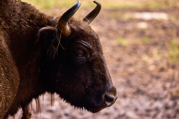 Bison from a reservation in Romania (Endangered animals) Carpathian bison.