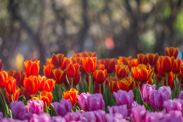 A mesmerizingly beautiful winter tulip flower.