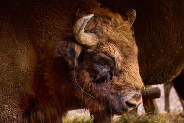 Bison from a reservation in Romania (Endangered animals) Carpathian bison.